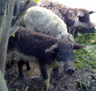 Mangalica mlode odynce zarodowe