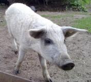 Mangalica Biała.JPG