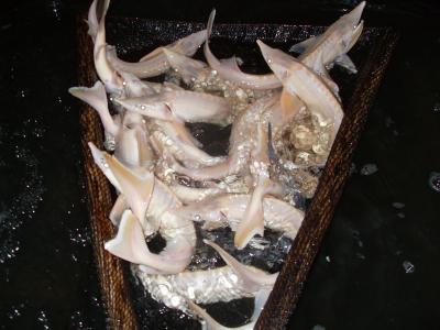 ALBINO RUTHENUS