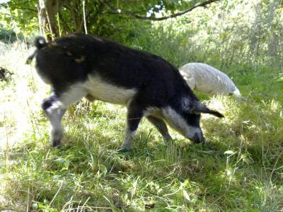 Mangalica jaskółka.jpg