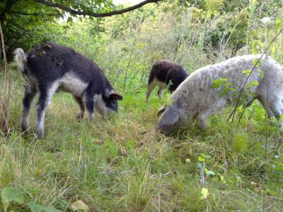 Mangalica